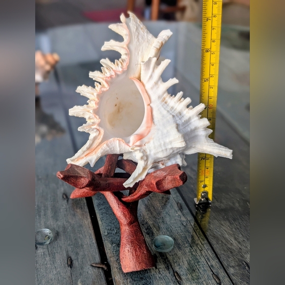 Seashell Collection - Picture 3 of 8